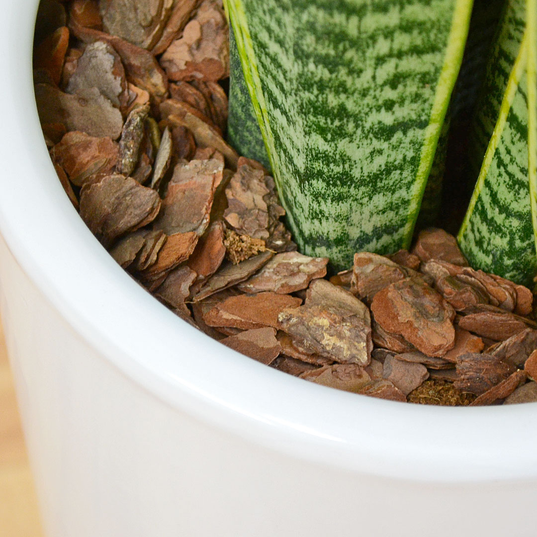 観葉植物 サンスベリア 8号陶器鉢 土の表面の拡大