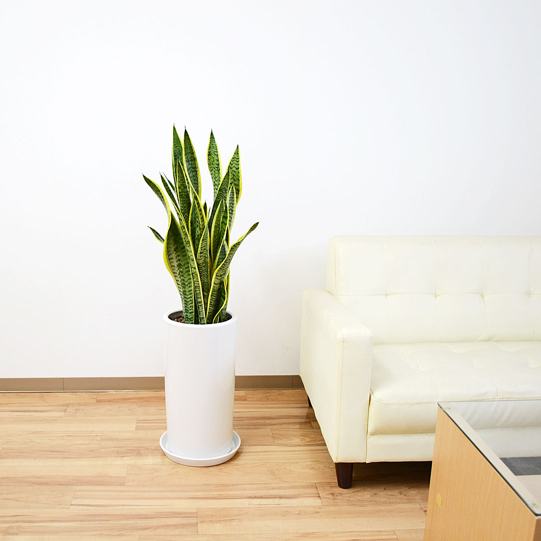 観葉植物 サンスベリア 8号陶器鉢 イメージ