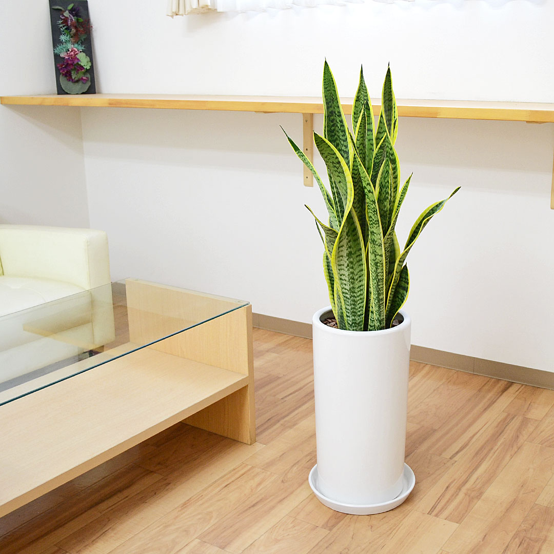 観葉植物 サンスベリア 8号陶器鉢 イメージ2