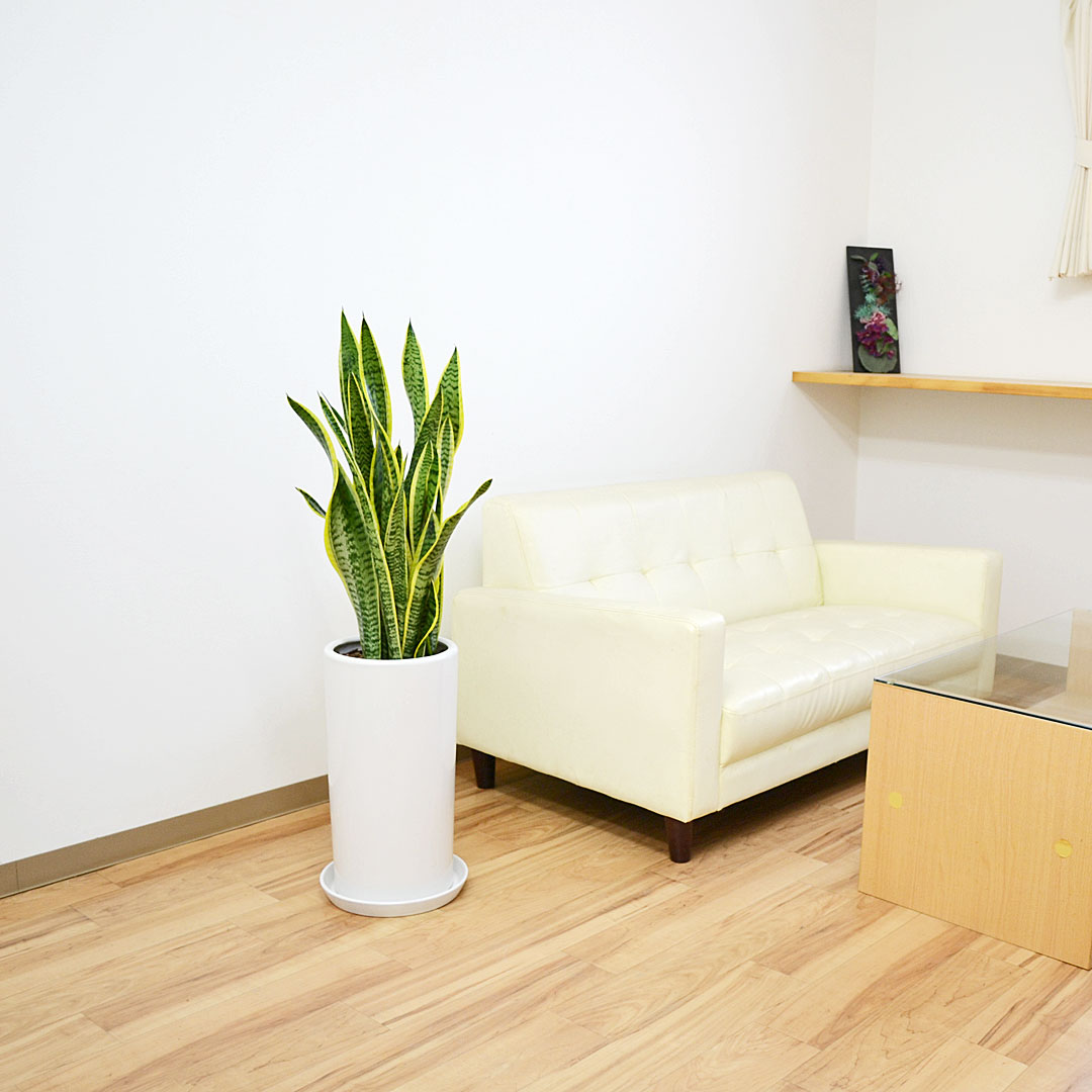 観葉植物 サンスベリア 8号陶器鉢 イメージ3