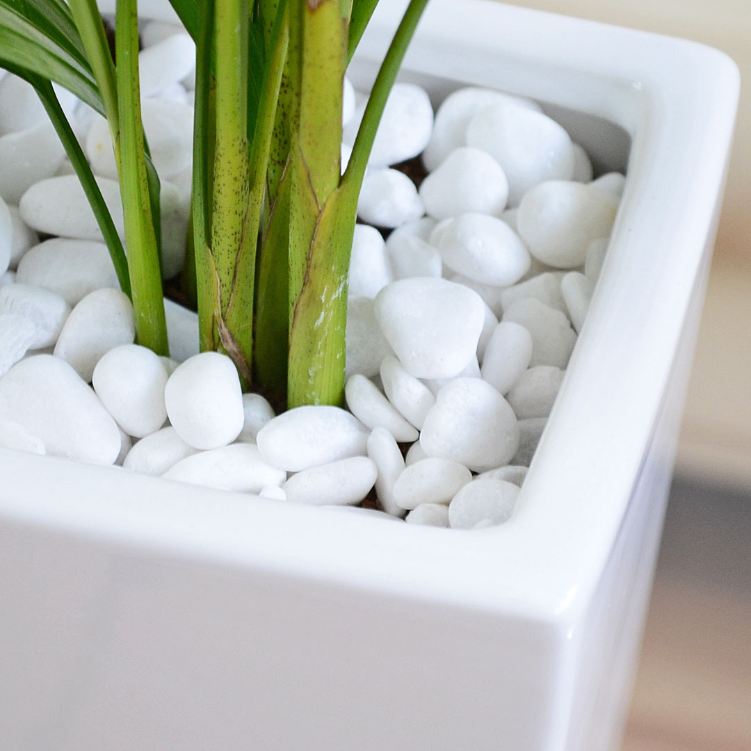 観葉植物 アレカヤシ 4号 陶器鉢 土の表面の拡大