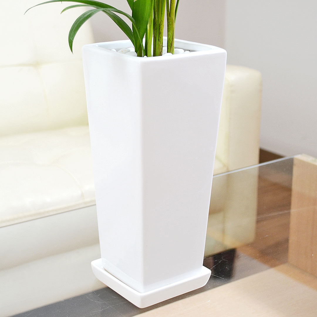 観葉植物 アレカヤシ 4号 陶器鉢 陶器鉢の拡大