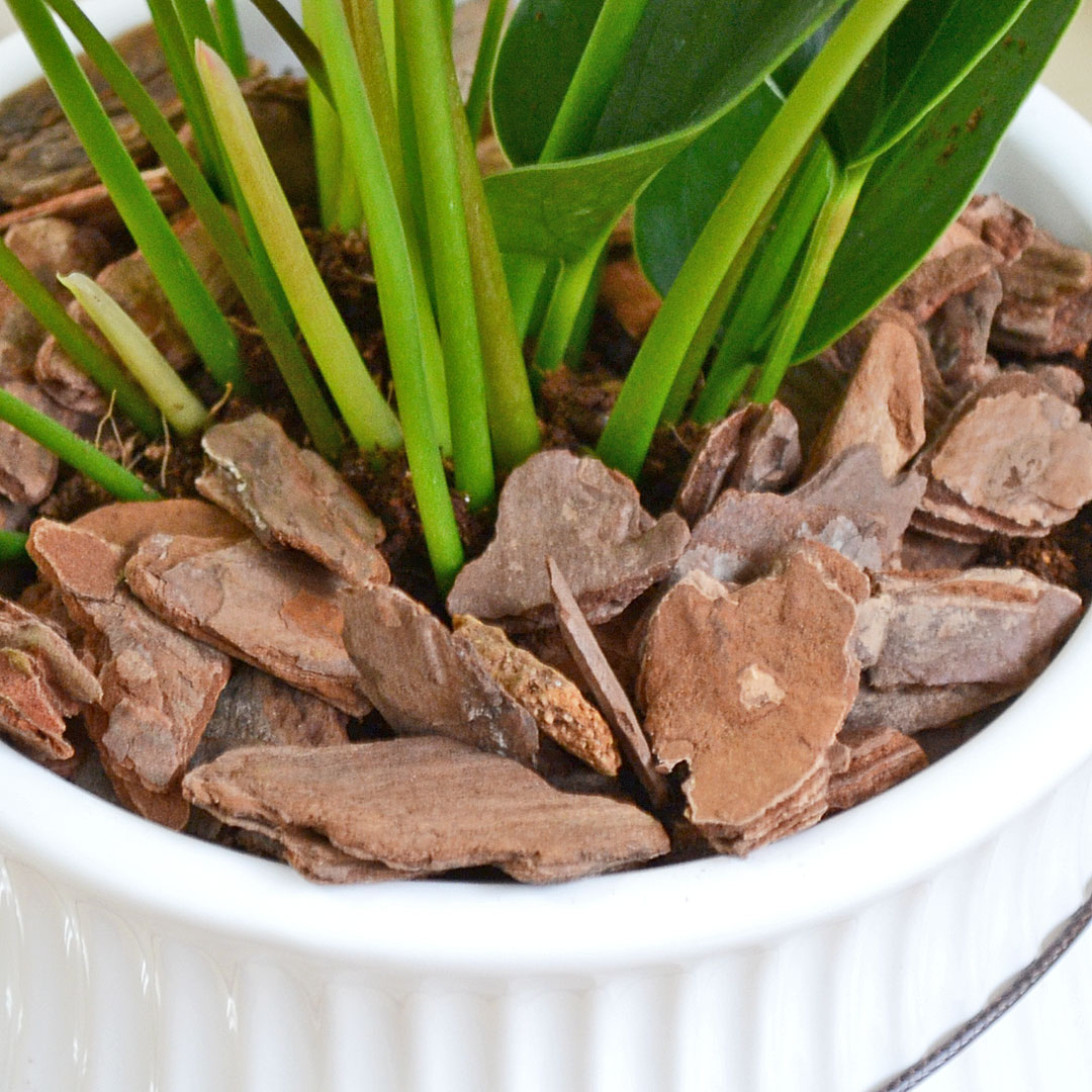 観葉植物 アンスリウム 4号陶器鉢 土の表面の拡大