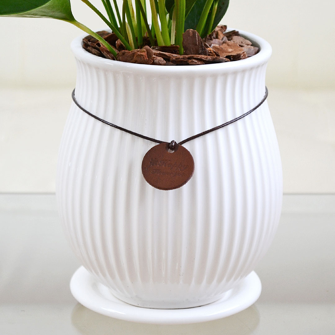 観葉植物 アンスリウム 4号陶器鉢 陶器鉢の拡大