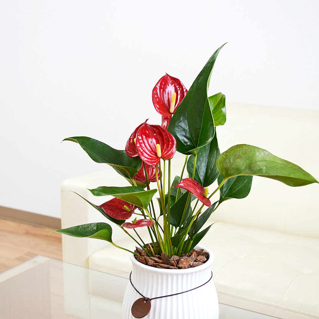 観葉植物 アンスリウム 4号陶器鉢 イメージ2