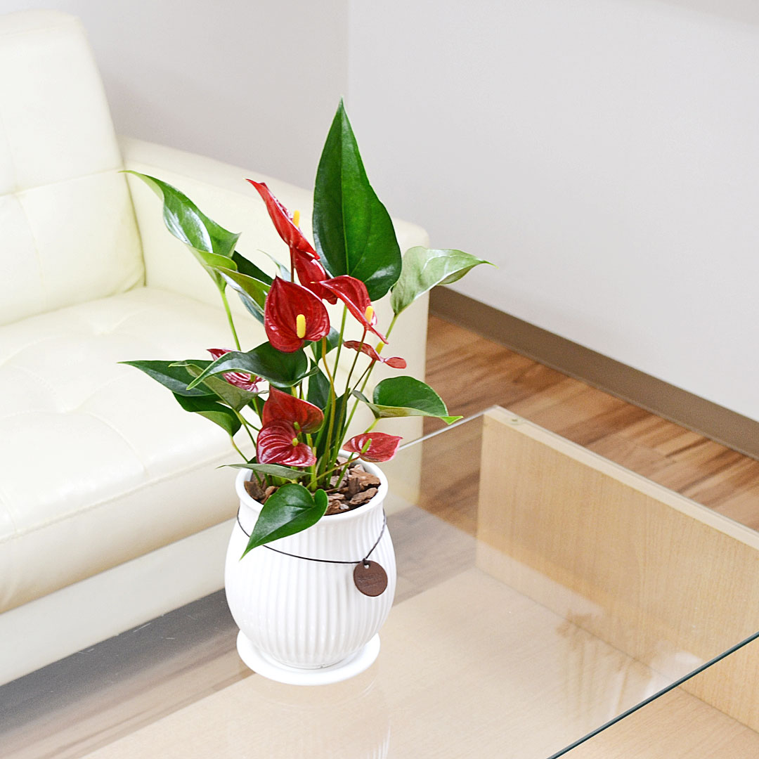 観葉植物 アンスリウム 4号陶器鉢 イメージ3