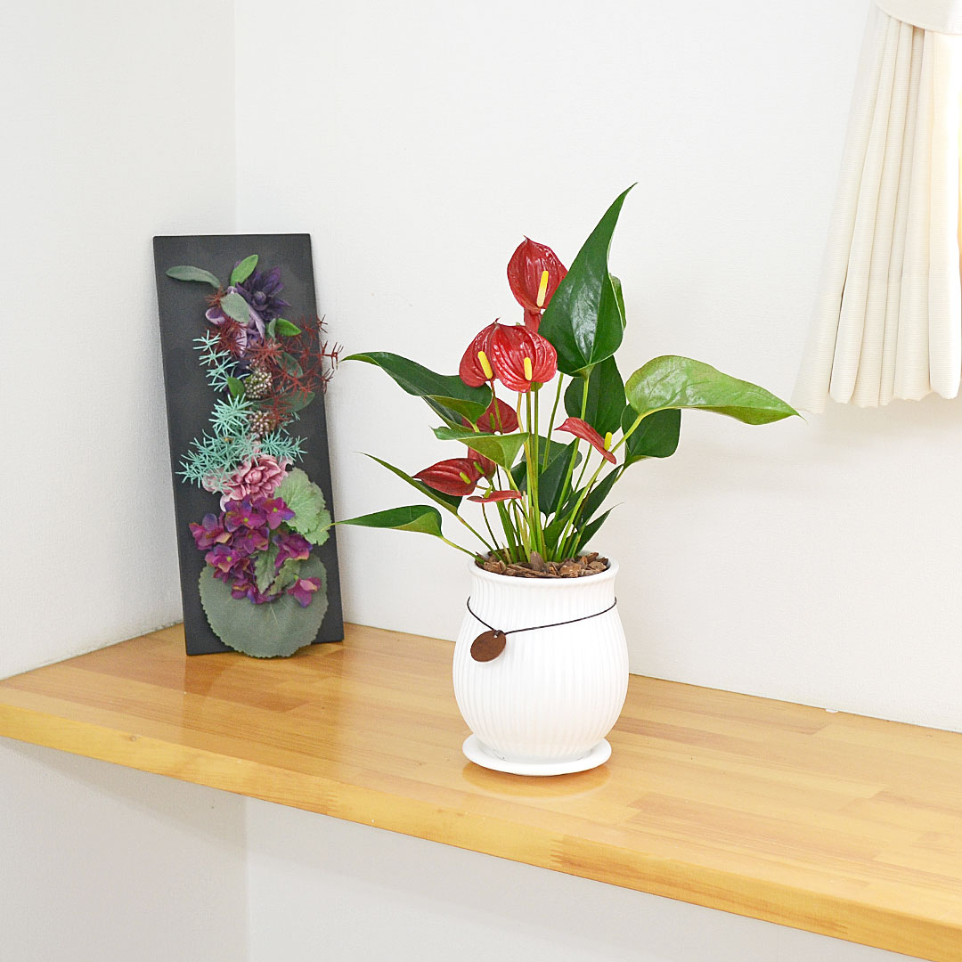 観葉植物 アンスリウム 4号陶器鉢 イメージ4