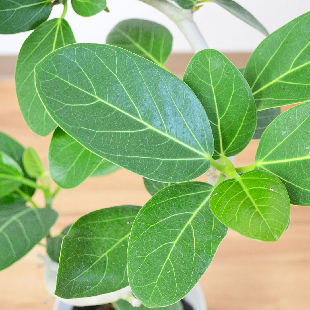 観葉植物 ベンガレンシス 曲がり プラ鉢カバー付き 6号 葉の拡大