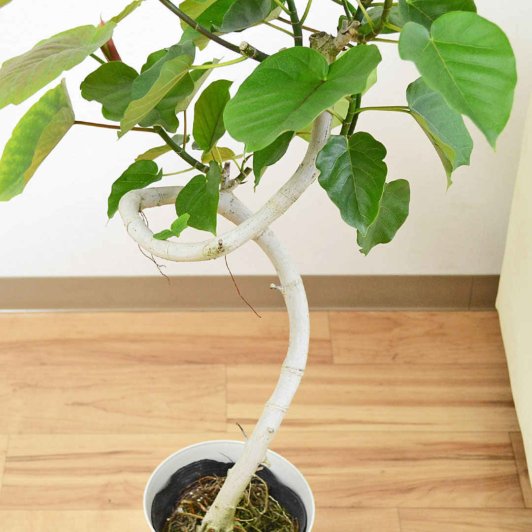 観葉植物 ウンベラータ 曲がり プラ鉢カバー付き 6号 土の表面の拡大