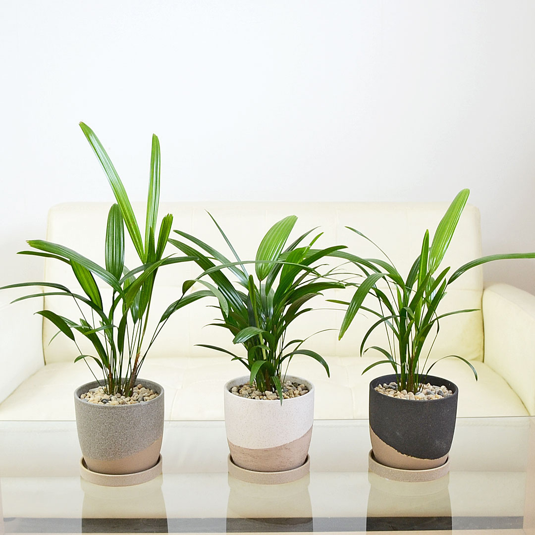 観葉植物 観音竹 4号 陶器鉢 イメージ
