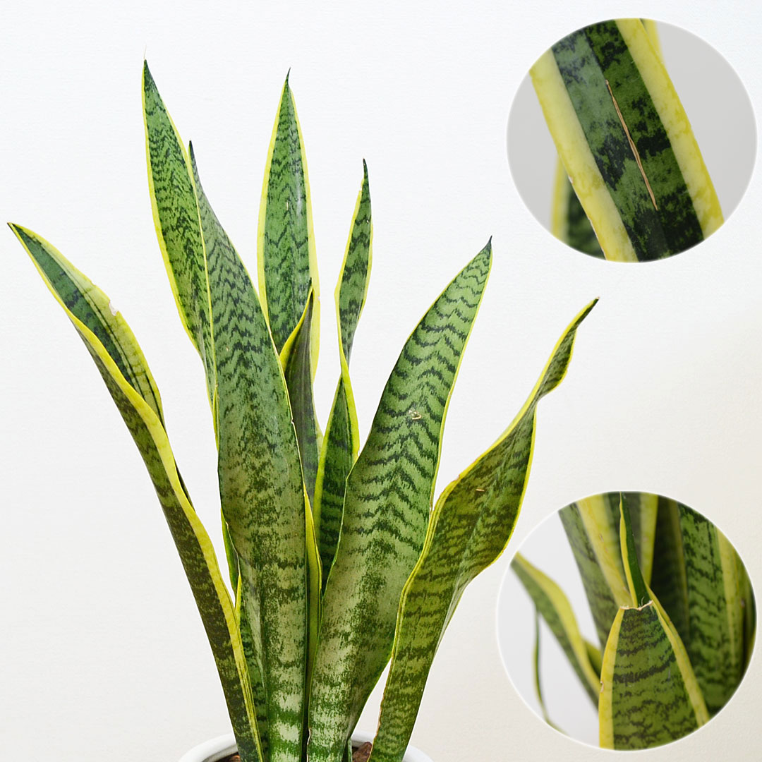 観葉植物 サンスベリア 陶器鉢 葉の拡大