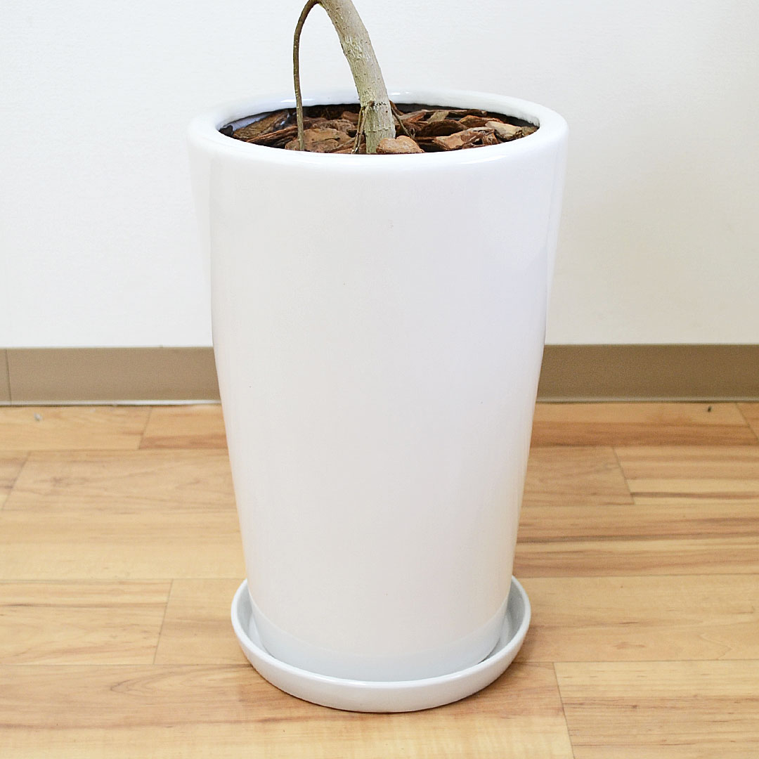 観葉植物 アルテシーマ 曲がり 陶器鉢 陶器鉢の拡大