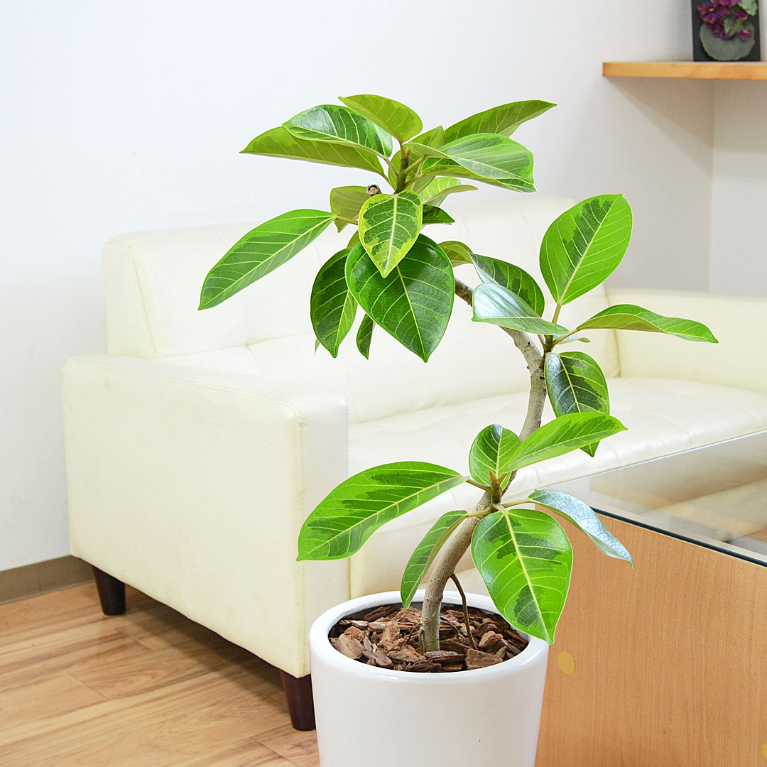 観葉植物 アルテシーマ 曲がり 陶器鉢 イメージ2
