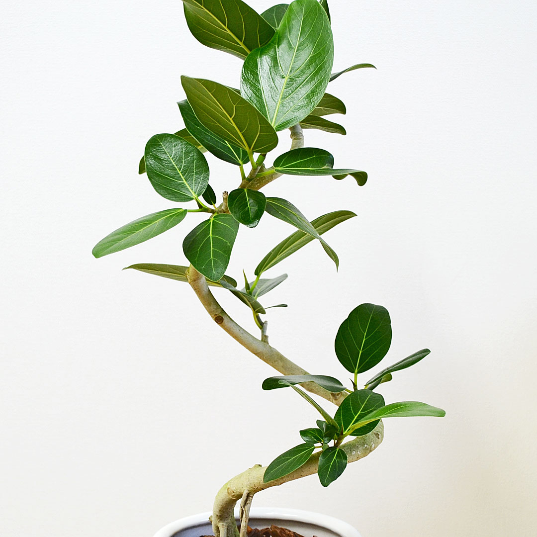 観葉植物 フィカス・ベンガレンシス らせん曲がり 円柱形陶器鉢 葉の拡大