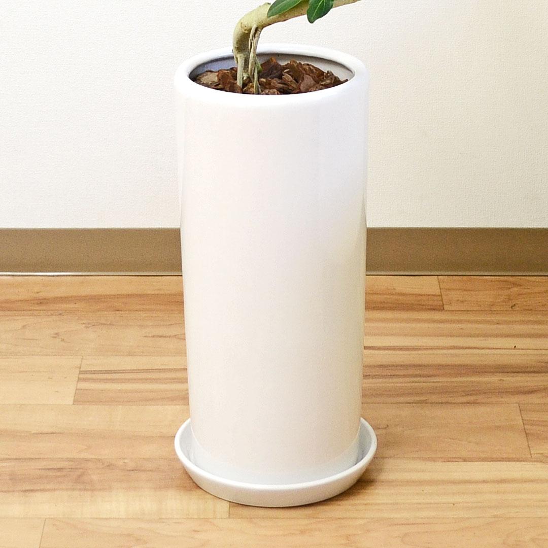 観葉植物 フィカス・ベンガレンシス らせん曲がり 円柱形陶器鉢 陶器鉢の拡大