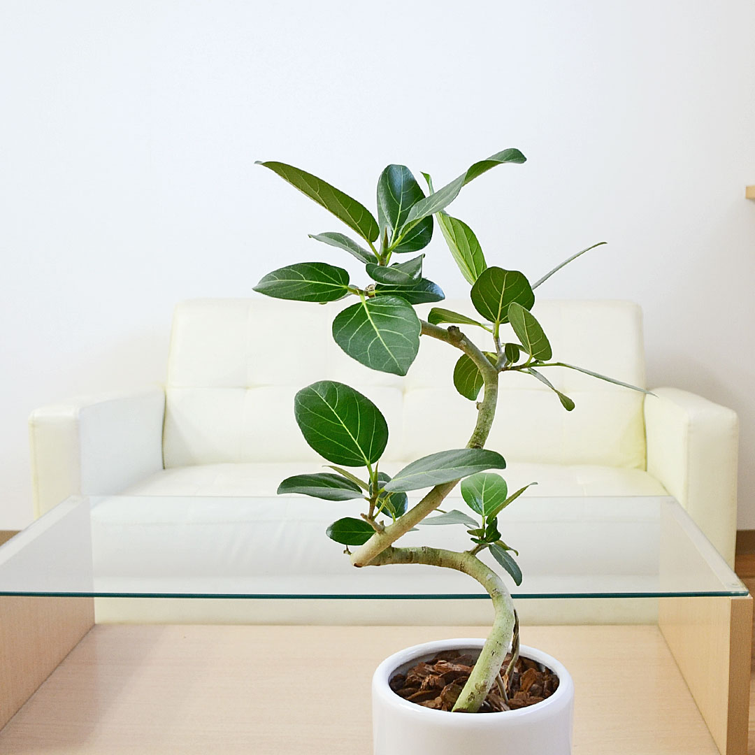 観葉植物 フィカス・ベンガレンシス らせん曲がり 円柱形陶器鉢 イメージ