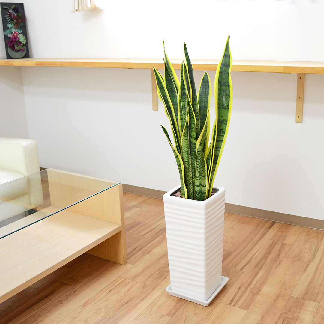 観葉植物 サンスベリア 千段陶器鉢 イメージ2