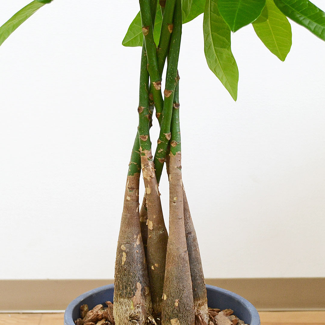 観葉植物 パキラ セメント鉢 7号 幹の拡大