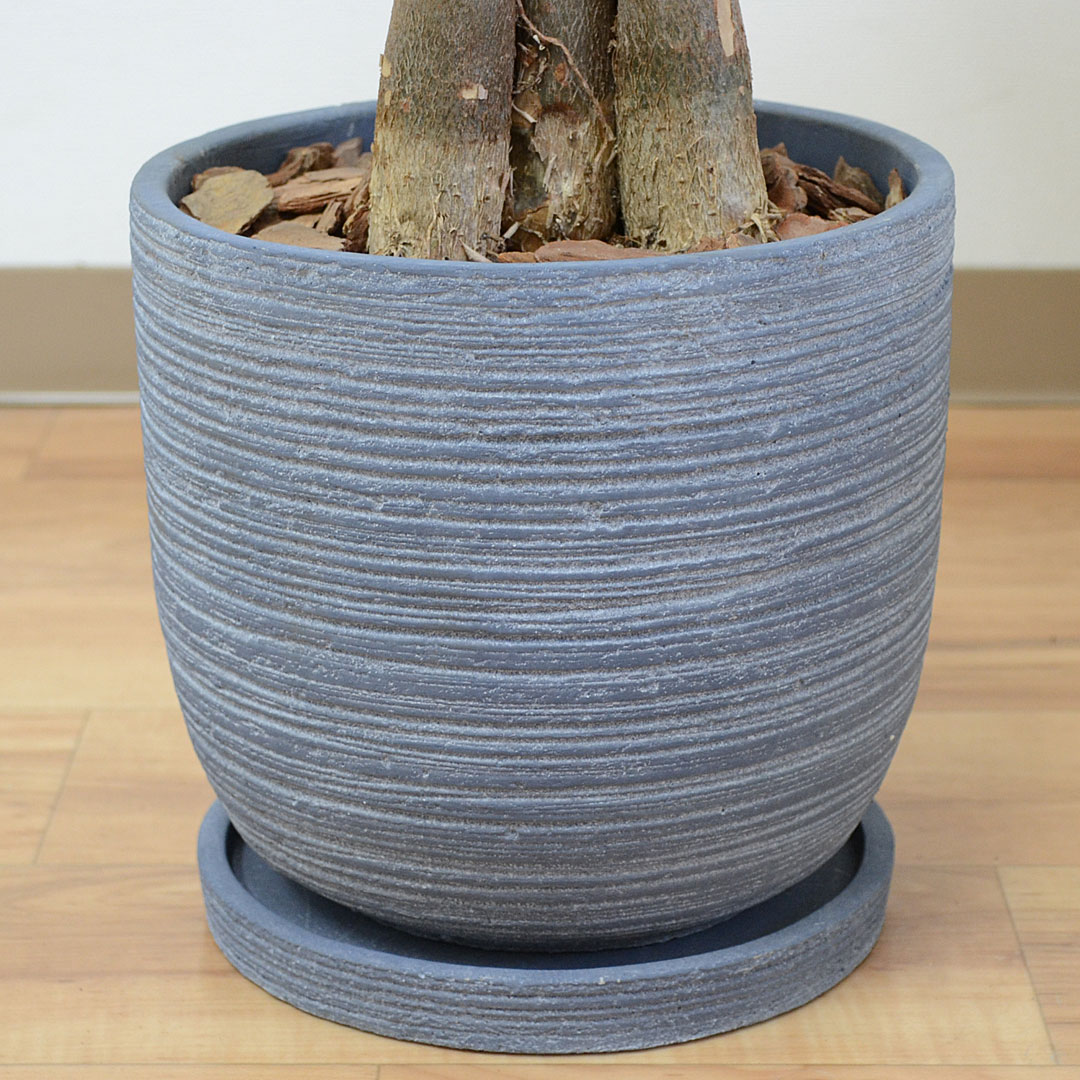 観葉植物 パキラ セメント鉢 7号 鉢の拡大