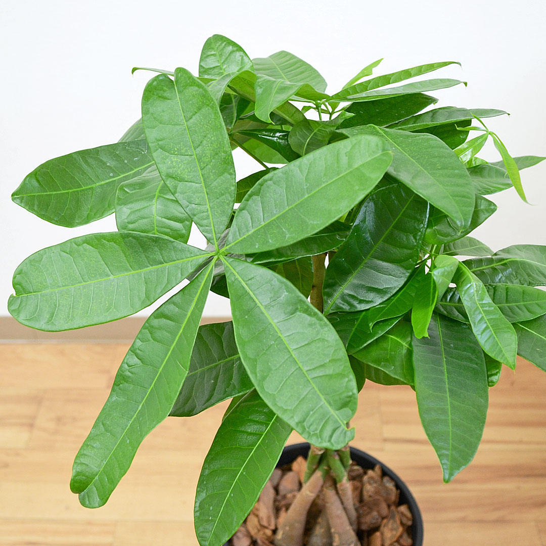 観葉植物 パキラ セラアート鉢 7号 葉の拡大