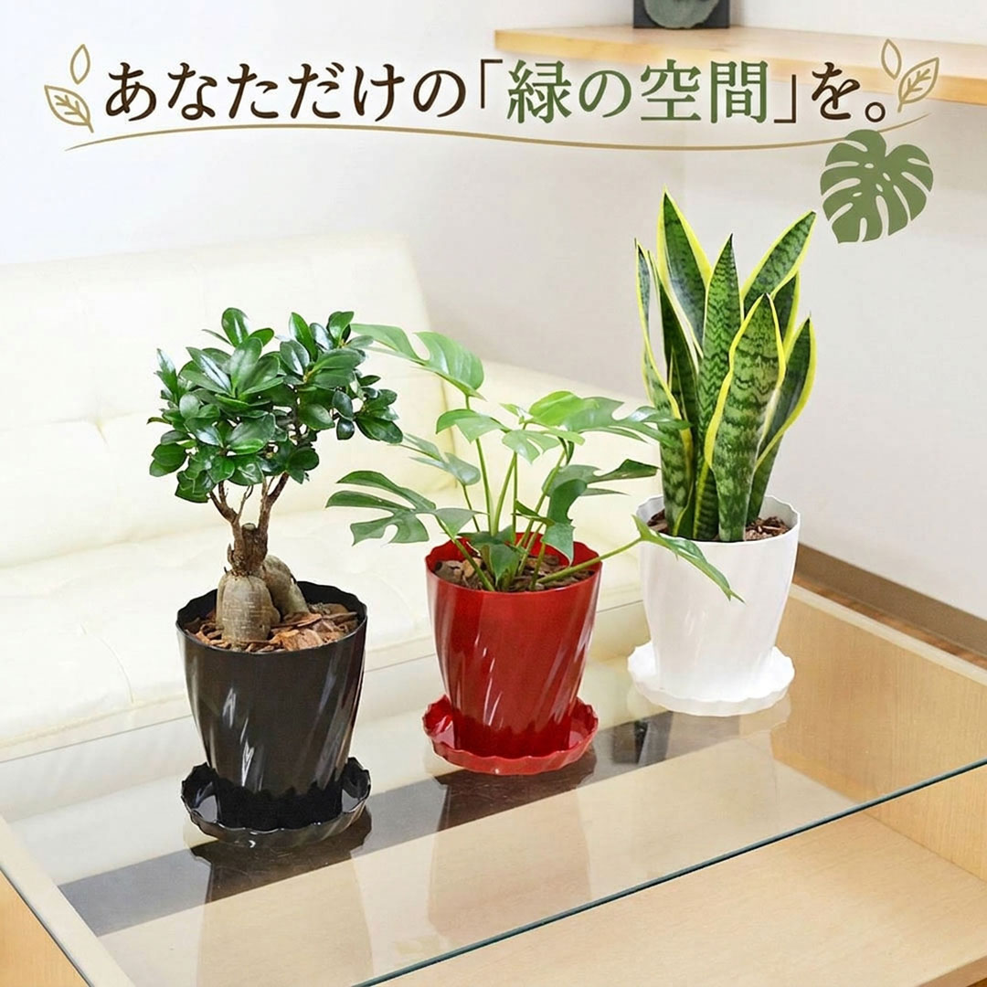 選べる観葉植物 5号 イメージ