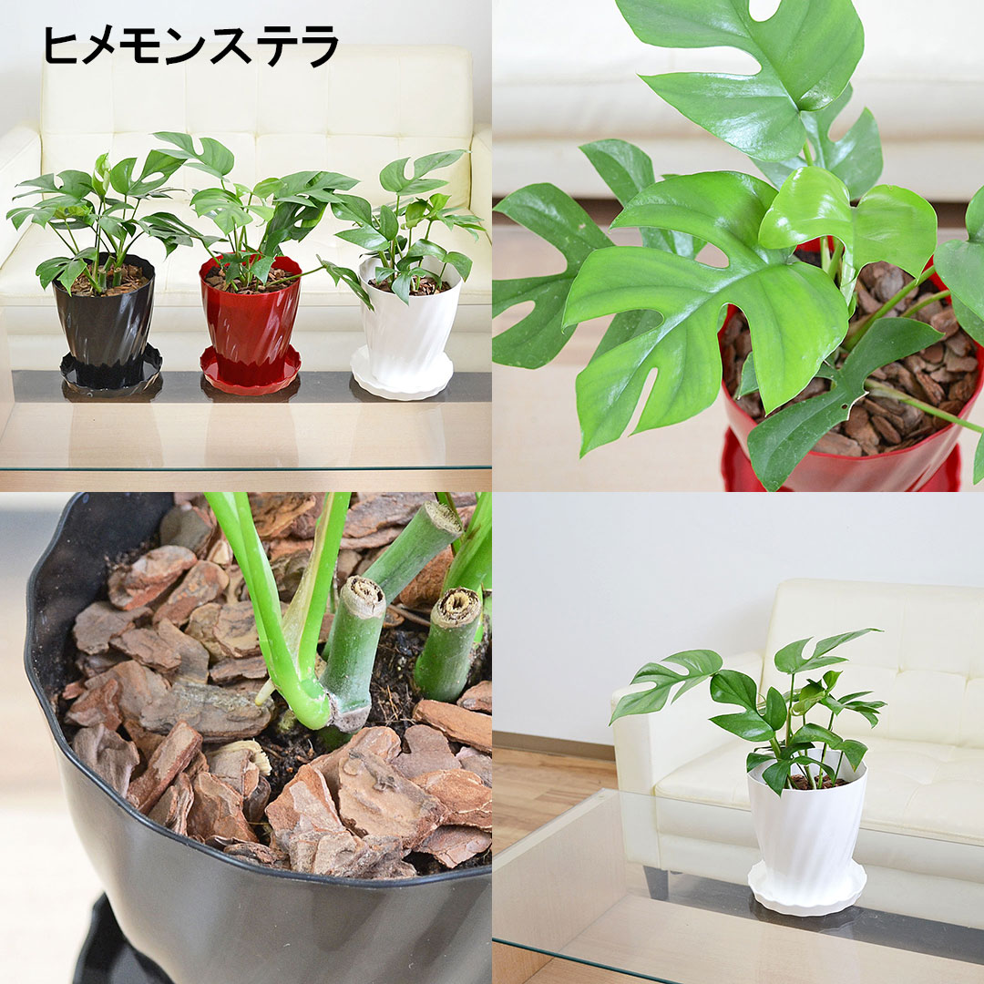 選べる観葉植物 5号 ヒメモンステラ