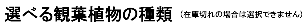 選べる観葉植物 5号 観葉植物の種類タイトル