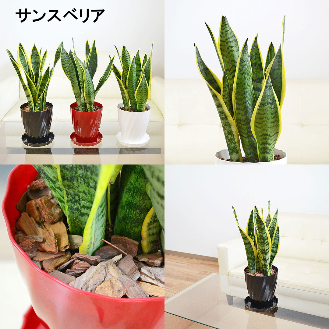 選べる観葉植物 5号 サンスベリア