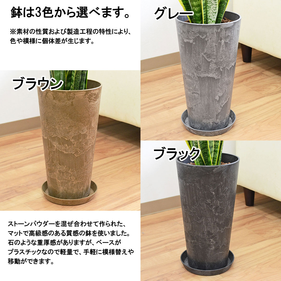 観葉植物 サンスベリア アートストーン鉢 鉢の拡大