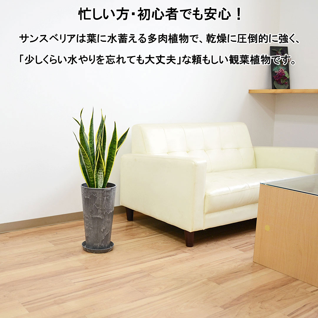 観葉植物 サンスベリア アートストーン鉢 イメージ2