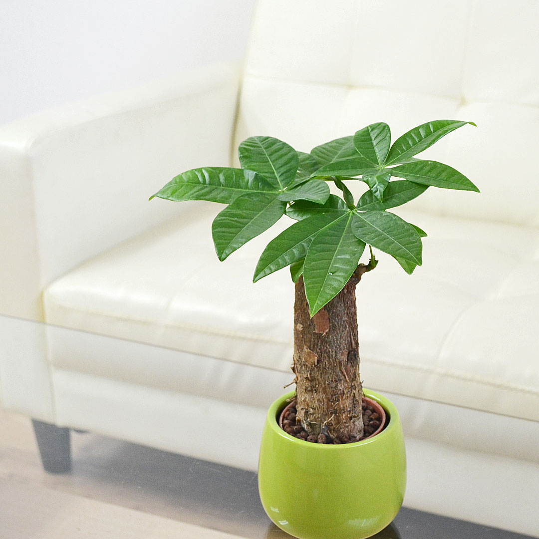 ミニ観葉植物 ハイロドカルチャー パキラ イメージ1