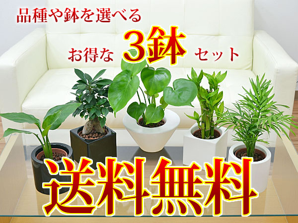 【送料無料】ミニ観葉植物 ハイドロカルチャースタイリッシュ陶器鉢付き 3鉢セット 
