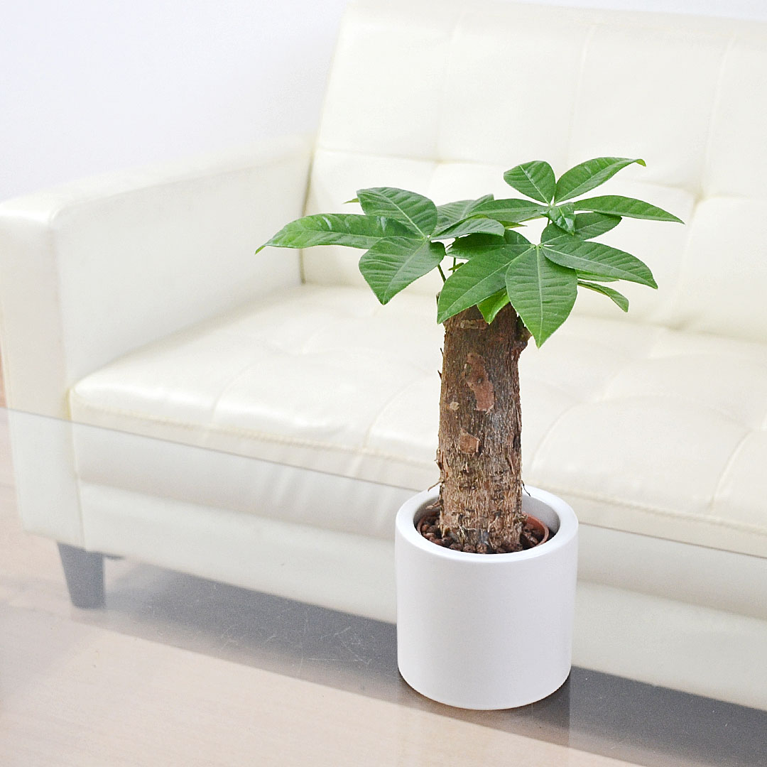 ミニ観葉植物 ハイロドカルチャー パキラ イメージ1