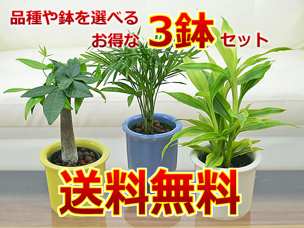 ミニ観葉植物ハイドロカルチャー パステルカラー陶器鉢付き 3鉢セット イメージ