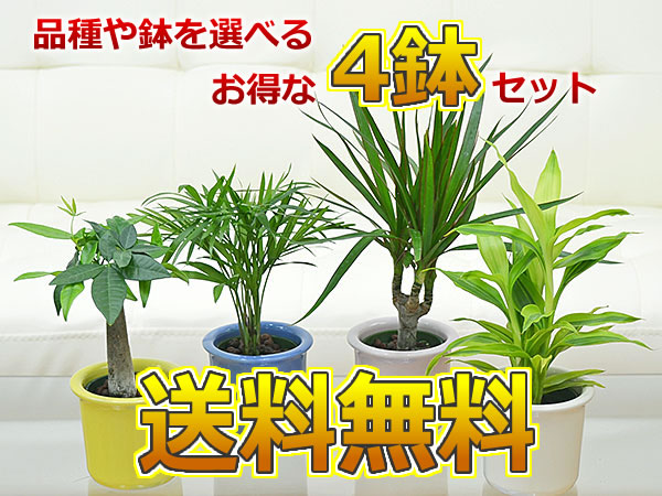 ミニ観葉植物ハイドロカルチャー パステルカラー陶器鉢付き 4鉢セット イメージ