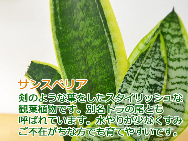 観葉植物 サンスベリア キューブ陶器鉢植えの葉のイメージ