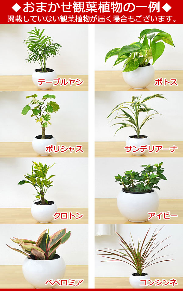 すべての美しい花の画像 新着観葉 植物 鉢植え