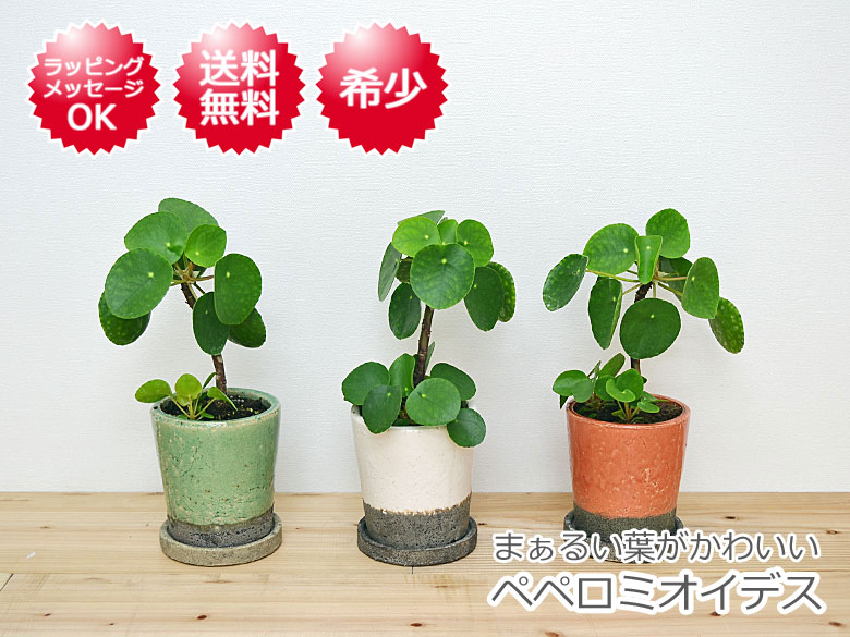 送料無料 観葉植物 ピレア ペペロミオイデス おしゃれ 希少 4号 陶器鉢植え 観葉植物の販売 ギフトならフラワーコーポレーション