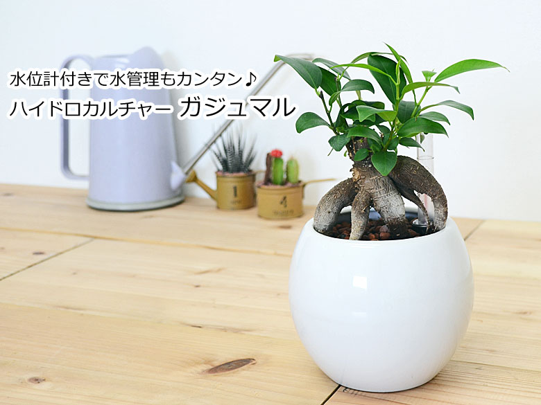 観葉植物 ガジュマル ハイドロカルチャー ホワイト陶器鉢 イメージ