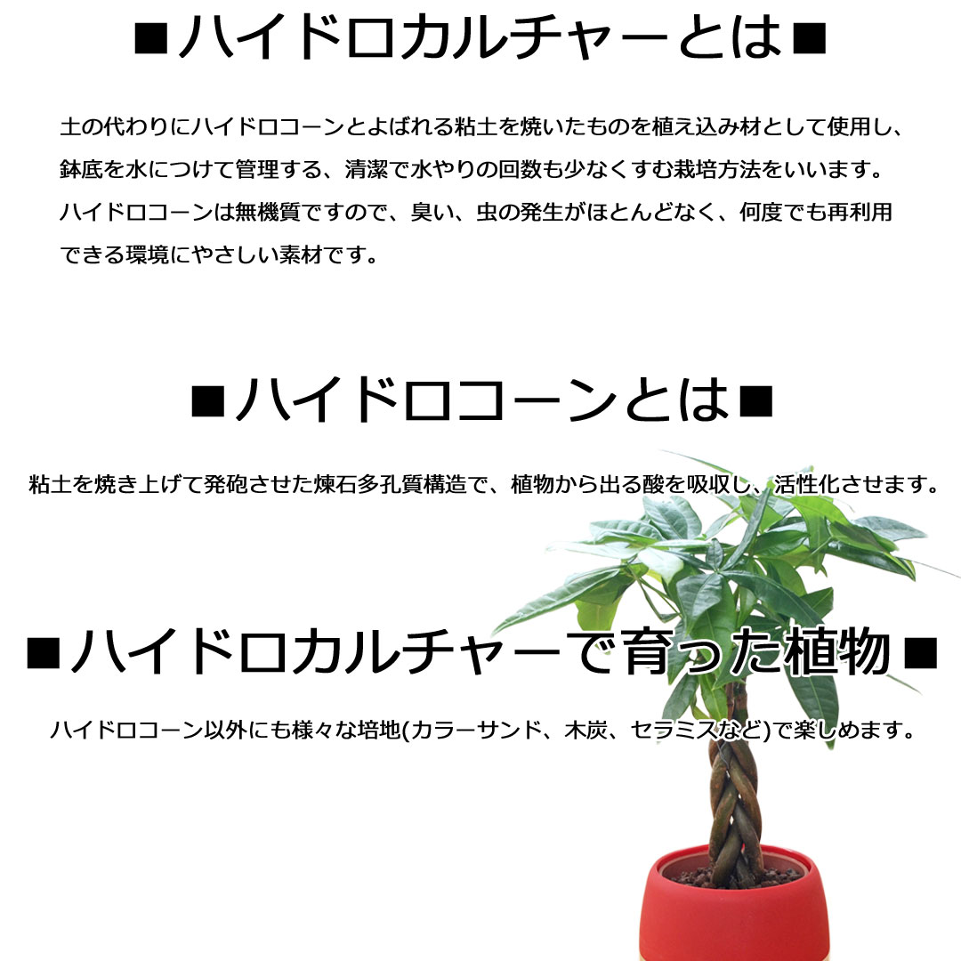 ミニ観葉植物 ハイロドカルチャー 3鉢セット 説明