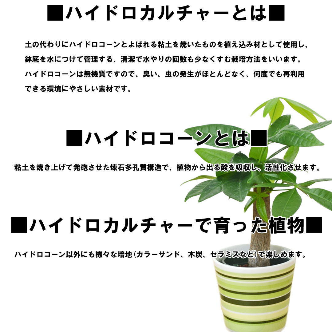 ミニ観葉植物 ハイロドカルチャー 3鉢セット 説明