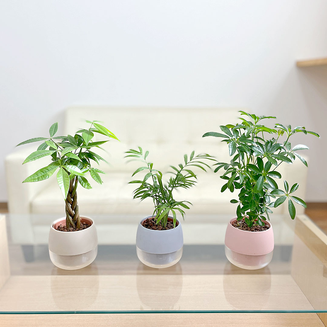 ミニ観葉植物 ハイロドカルチャー 3鉢セット イメージ1
