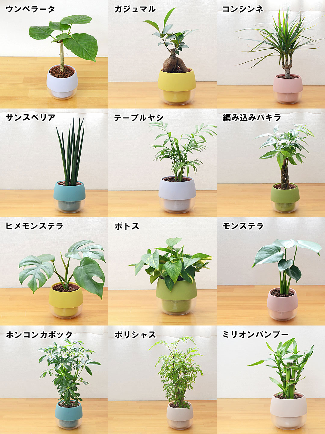 ミニ観葉植物 ハイロドカルチャー 3鉢セット 観葉植物の種類