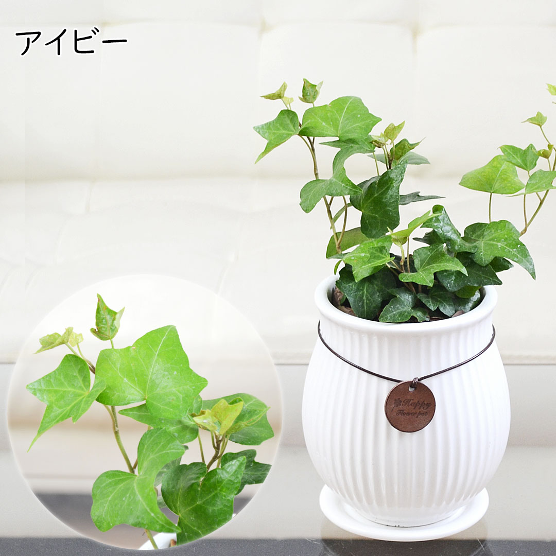 観葉植物 たて線陶器鉢 アイビー