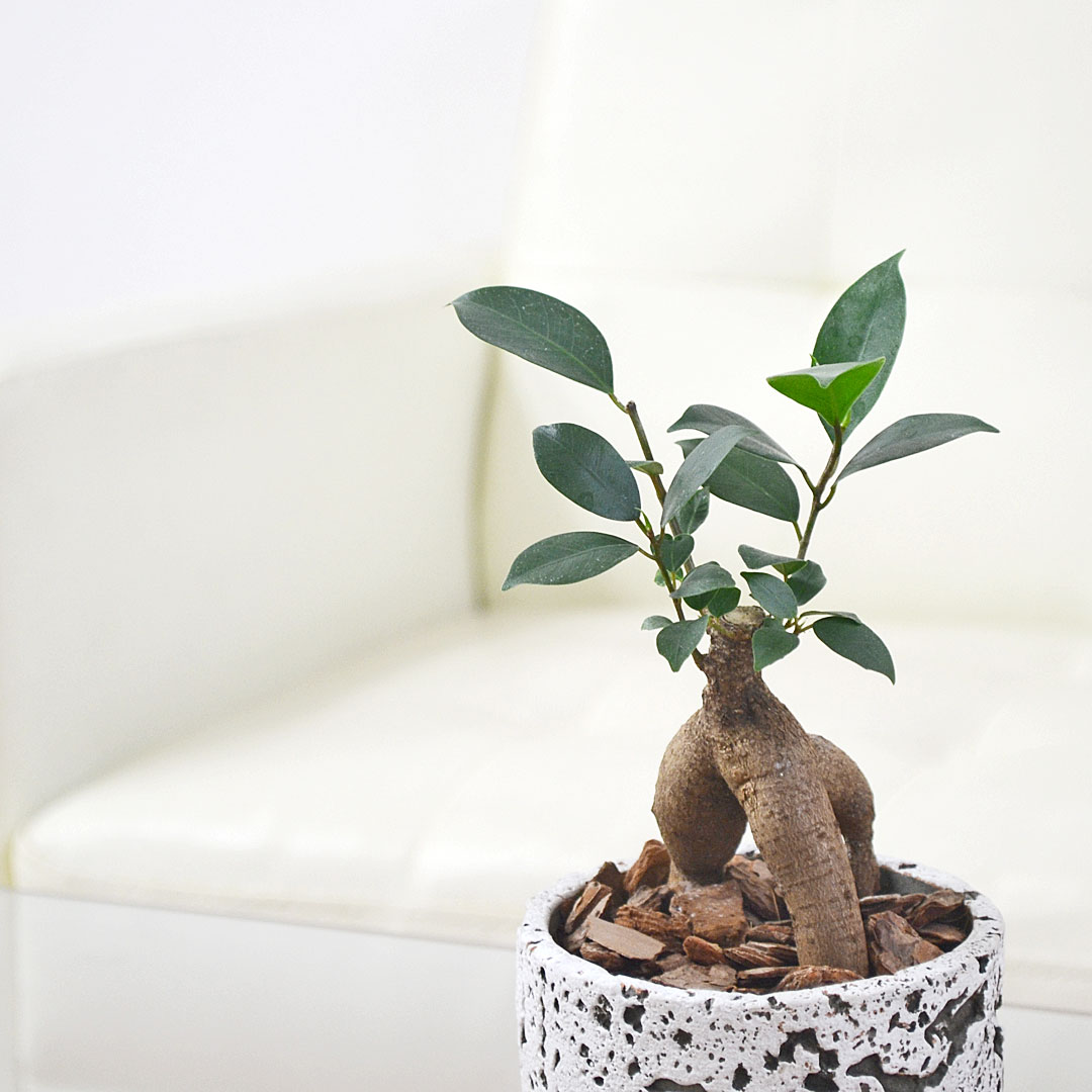 観葉植物 ガジュマル セメント鉢 イメージ2