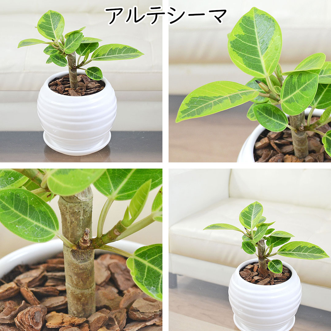 観葉植物 ミニ フィカス 朴 ボール形陶器鉢 アルテシーマ