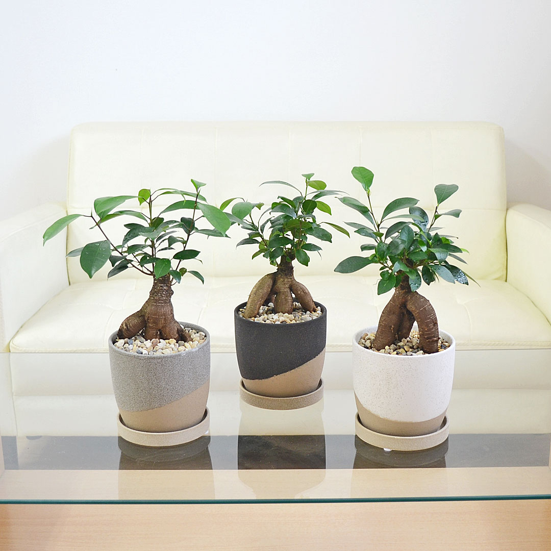 観葉植物 ガジュマル 陶器鉢植え イメージ