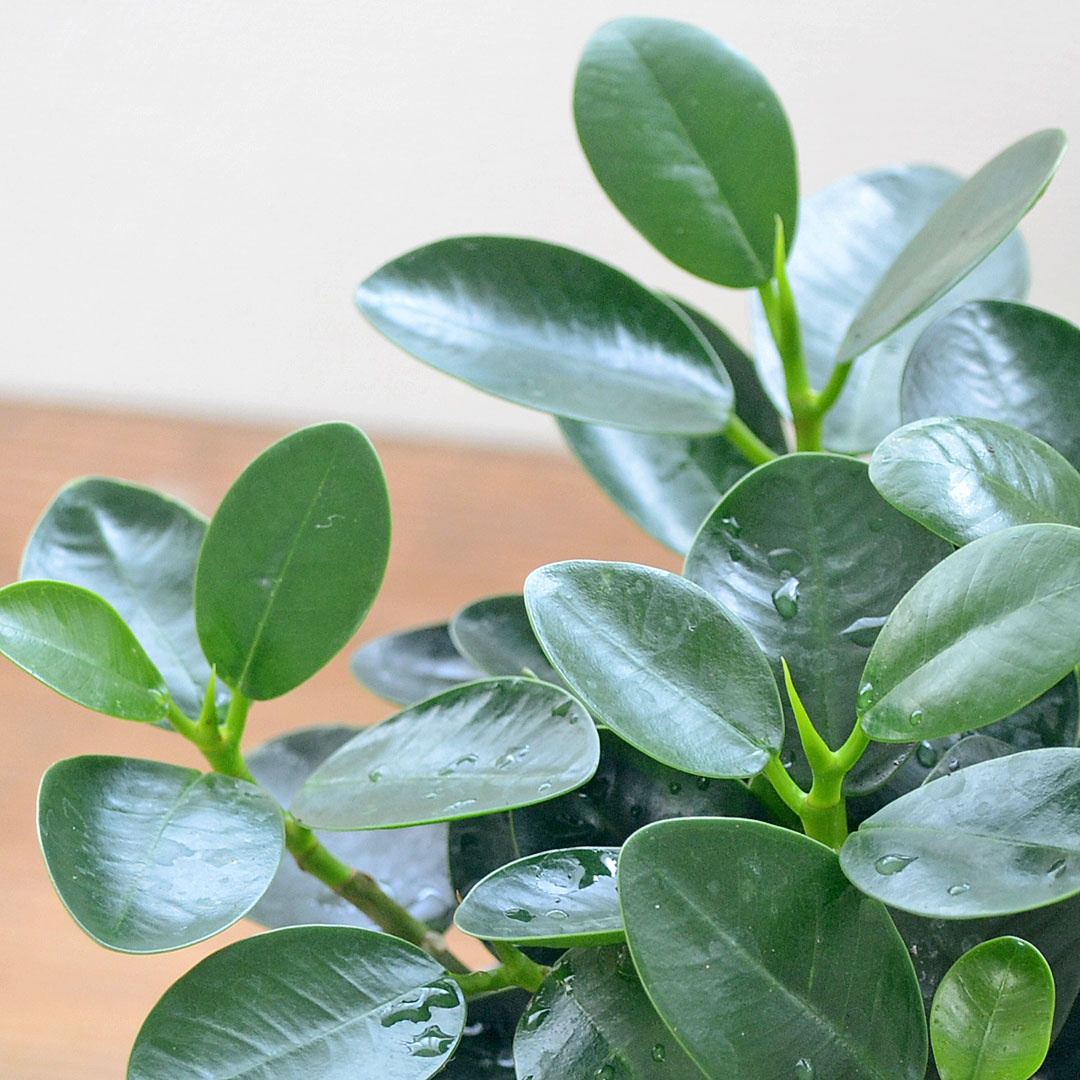 観葉植物 パンダガジュマル 陶器鉢植え 葉の拡大
