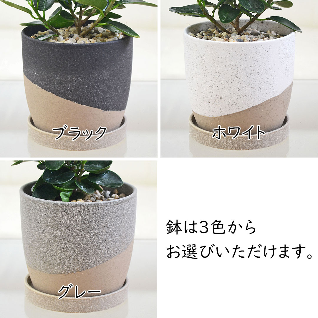 観葉植物 パンダガジュマル 陶器鉢植え 陶器鉢の拡大