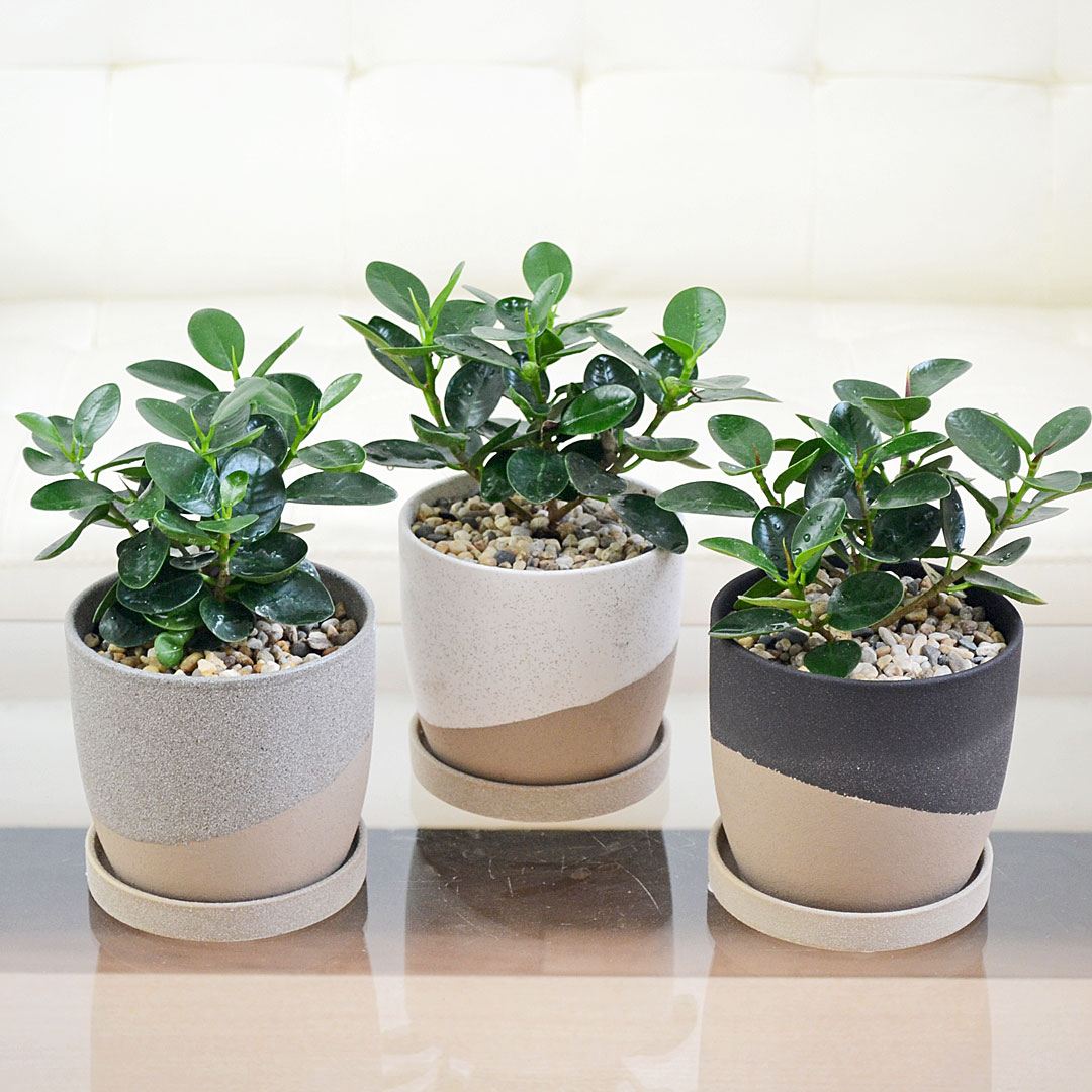 観葉植物 パンダガジュマル 陶器鉢植え イメージ